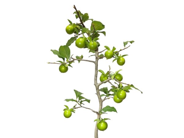 Photo4: Diospyros rhombifolia "Suzuhime", Ornamental Persimmons  (4)