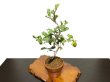 Photo7: Diospyros rhombifolia "Benifude", Ornamental Persimmons   (7)