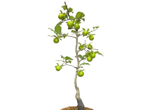Photo7: Diospyros rhombifolia "Suzuhime", Ornamental Persimmons  (7)