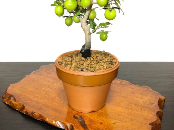 Photo6: Diospyros rhombifolia "Yokihi", Ornamental Persimmons  (6)