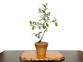 Product list of bonsai - FROM JAPAN