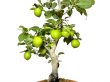 Photo4: Diospyros rhombifolia "Yokihi", Ornamental Persimmons  (4)