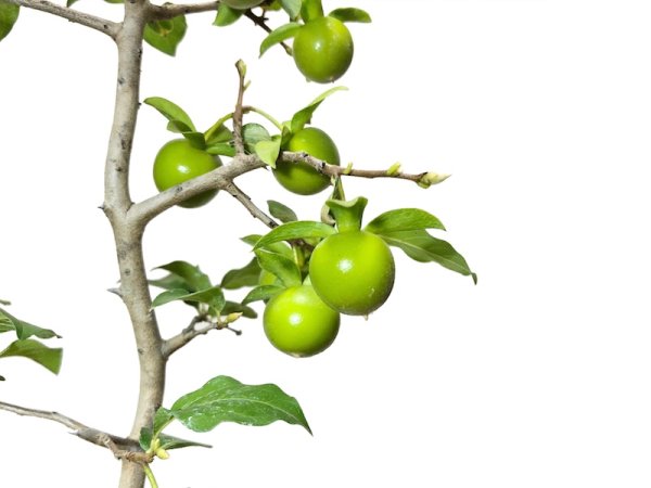 Photo2: Diospyros rhombifolia "Suzuhime", Ornamental Persimmons  (2)