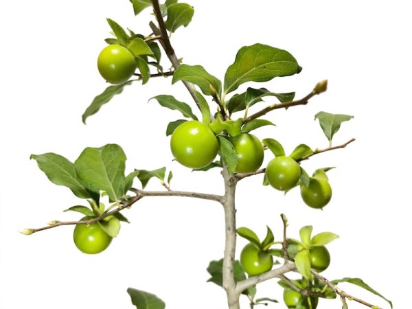 Photo3: Diospyros rhombifolia "Suzuhime", Ornamental Persimmons  (3)