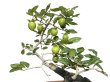 Photo4: Diospyros rhombifolia "Higyoku", Ornamental Persimmons (4)