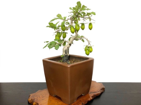 Photo8: Diospyros rhombifolia "Kibyoutan", Ornamental Persimmons (8)