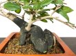 Photo6: Diospyros rhombifolia "Higyoku", Ornamental Persimmons (6)