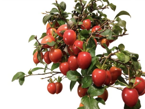 Photo2: Diospyros rhombifolia "Benihikari", Ornamental Persimmons (2)