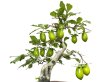 Photo4: Diospyros rhombifolia "Kibyoutan", Ornamental Persimmons (4)