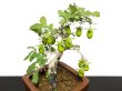 Photo7: Diospyros rhombifolia "Kibyoutan", Ornamental Persimmons (7)