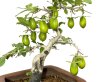 Photo5: Diospyros rhombifolia "Kibyoutan", Ornamental Persimmons (5)