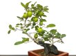 Photo1: Diospyros rhombifolia "Higyoku", Ornamental Persimmons (1)