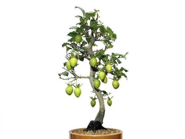 Photo3: Diospyros rhombifolia "Benihikari", Ornamental Persimmons (3)
