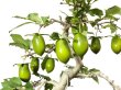 Photo3: Diospyros rhombifolia "Kibyoutan", Ornamental Persimmons (3)