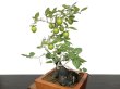Photo5: Diospyros rhombifolia "Higyoku", Ornamental Persimmons (5)