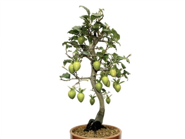 Photo7: Diospyros rhombifolia "Benihikari", Ornamental Persimmons (7)
