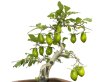 Photo1: Diospyros rhombifolia "Kibyoutan", Ornamental Persimmons (1)