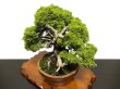 Photo7: Juniperus chinensis, Japanese Juniper / Shimpaku / Middle size Bonsai  (7)