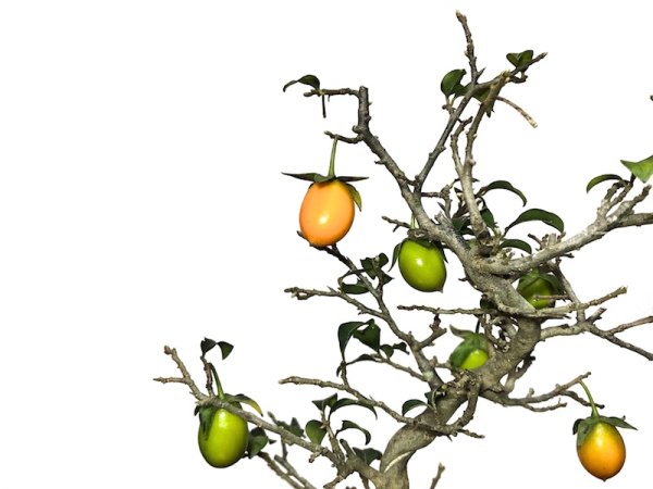 Photo4: Diospyros rhombifolia, Ornamental Persimmons / Small size Bonsai  (4)