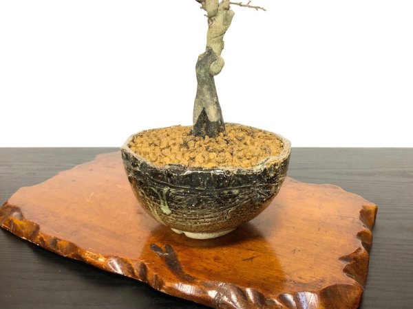 Photo7: Diospyros rhombifolia, Ornamental Persimmons / Small size Bonsai  (7)
