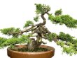 Photo6: Juniperus chinensis, Japanese Juniper / Shimpaku / Middle size Bonsai  (6)