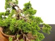 Photo7: Juniperus chinensis, Japanese Juniper / Shimpaku / Middle size Bonsai  (7)