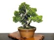 Photo4: Juniperus chinensis, Japanese Juniper / Shimpaku / Middle size Bonsai  (4)