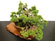 Photo8: Juniperus chinensis, Japanese Juniper / Shimpaku / Middle size Bonsai  (8)