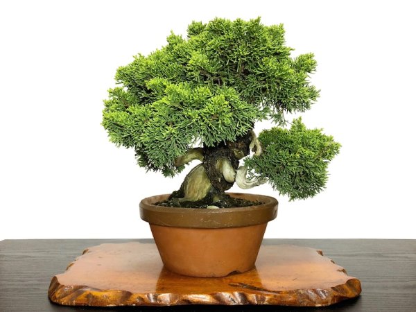 Photo1: Juniperus chinensis, Japanese Juniper / Shimpaku / Middle size Bonsai  (1)