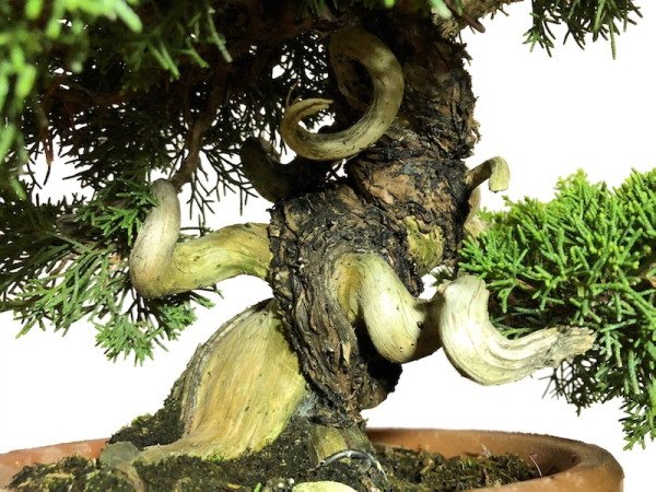 Photo2: Juniperus chinensis, Japanese Juniper / Shimpaku / Middle size Bonsai  (2)