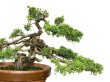 Photo5: Juniperus chinensis, Japanese Juniper / Shimpaku / Middle size Bonsai  (5)