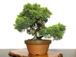 Photo4: Juniperus chinensis, Japanese Juniper / Shimpaku / Middle size Bonsai  (4)