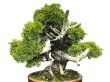 Photo2: Juniperus chinensis, Japanese Juniper / Shimpaku / Middle size Bonsai  (2)