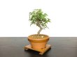 Photo4: Acer buergerianum, Trident Maple / Kaede / Small size Bonsai (4)