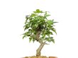 Photo7: Acer buergerianum, Trident Maple / Kaede / Small size Bonsai (7)