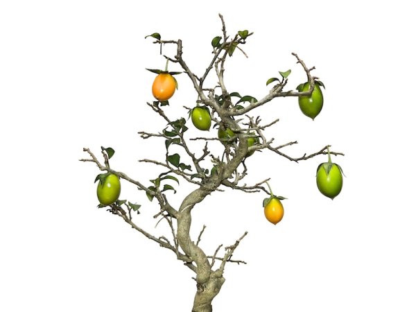 Photo6: Diospyros rhombifolia, Ornamental Persimmons / Small size Bonsai  (6)