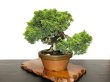 Photo8: Juniperus chinensis, Japanese Juniper / Shimpaku / Middle size Bonsai  (8)