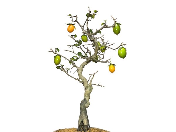 Photo2: Diospyros rhombifolia, Ornamental Persimmons / Small size Bonsai  (2)