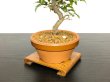 Photo6: Acer buergerianum, Trident Maple / Kaede / Small size Bonsai (6)