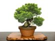 Photo7: Juniperus chinensis, Japanese Juniper / Shimpaku / Middle size Bonsai  (7)