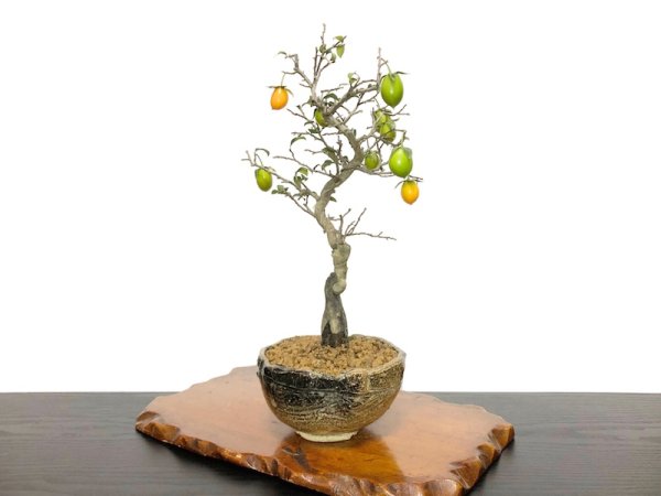 Photo3: Diospyros rhombifolia, Ornamental Persimmons / Small size Bonsai  (3)