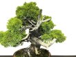 Photo3: Juniperus chinensis, Japanese Juniper / Shimpaku / Middle size Bonsai  (3)