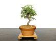 Photo1: Acer buergerianum, Trident Maple / Kaede / Small size Bonsai (1)