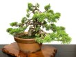 Photo2: Juniperus chinensis, Japanese Juniper / Shimpaku / Middle size Bonsai  (2)