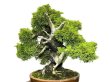 Photo6: Juniperus chinensis, Japanese Juniper / Shimpaku / Middle size Bonsai  (6)