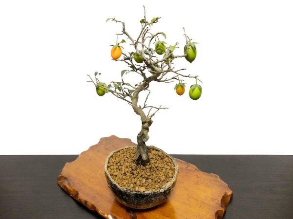 Photo8: Diospyros rhombifolia, Ornamental Persimmons / Small size Bonsai  (8)