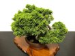 Photo5: Juniperus chinensis, Japanese Juniper / Shimpaku / Middle size Bonsai  (5)