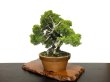 Photo8: Juniperus chinensis, Japanese Juniper / Shimpaku / Middle size Bonsai  (8)