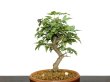 Photo2: Acer buergerianum, Trident Maple / Kaede / Small size Bonsai (2)