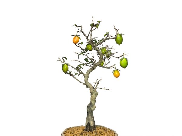 Photo5: Diospyros rhombifolia, Ornamental Persimmons / Small size Bonsai  (5)